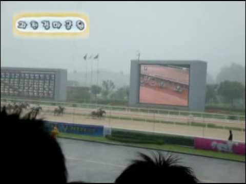 [South Korea Gyeonggi-do] Gwacheon Horse Racing Park