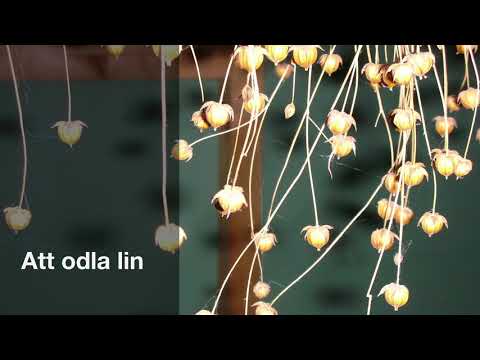 Att odla lin - Smålands Lincentrum