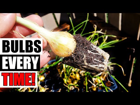 How To Grow An Onion From An Onion Bottom 2019