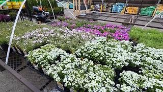 Plant Shopping at Lowes and Home Depot and TONS of New Plants!