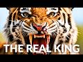 Tigers Are Deadlier Than Lions HERE S PROOF