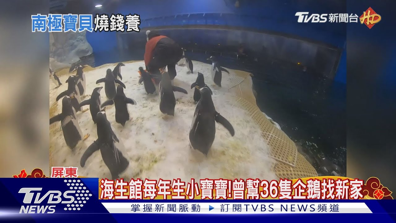 養海生館企鵝條件曝 控溫0度C+每月高檔伙食費