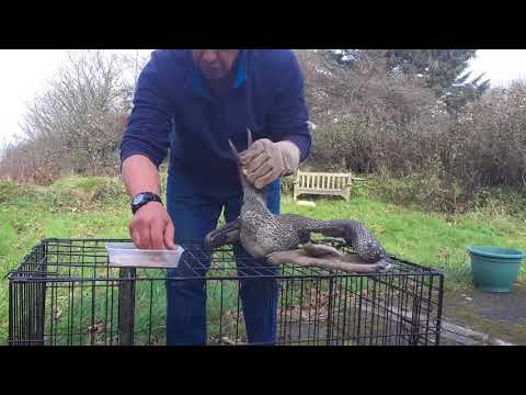 How to feed a gannet by hand (Venture Jet, Pembrokeshire, UK)