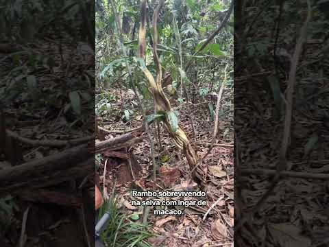 Rambo na selva comendo Ingar de macaco #rambo #belterra #para
