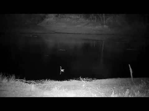 Djuma: Grey Heron is trying some deep water fishing - 23:34 - 09/14/21