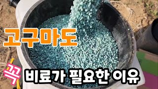 고구마도 꼭 비료가 필요한 이유? 다수확 하려면