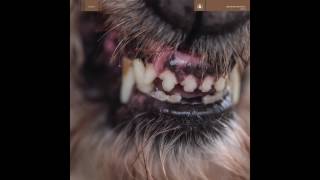 Blanck Mass - Rhesus Negative