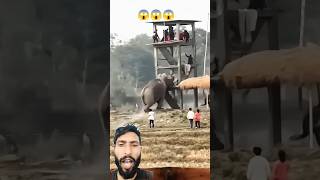 Download lagu A disabled duckling helps his cat friend 🐥#DuckRescue#CuteAnimal#animalrescue mp3