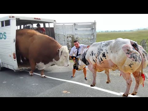 Eggs Animal Rescue BABY CALF BORN Incredible Pretty Girl Chicken Pig Rabbit Farm​ Cow Milk Farming