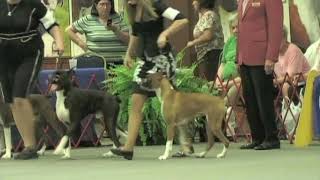 2010 American Boxer Club Nationals Stud Dog Brood Bitch