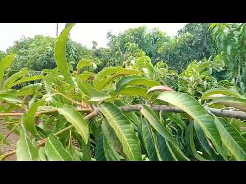 2.5 years keshar 🥭 mango fruit cutting for more information 8686555656/8668429931