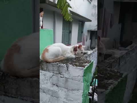 Cat family billi boli Myau #cat #family #pets #ytshortsindia #status #Rishaan