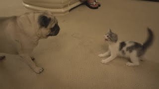 PUG MEETS NEW KITTEN FOR THE FIRST TIME!! | FaZe Rug