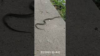 Download lagu 한강변에도 뱀이 있어요 . 뚝섬 공원 한강변에서 촬영~ #snake #animals #뚝섬 #뱀 #한강수상버스 mp3 Download lagu 한강변에도 뱀이 있어요 . 뚝섬 공원 한강변에서 촬영~ #snake #animals #뚝섬 #뱀 #한강수상버스 mp3