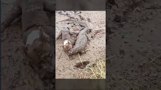 The Lizard Picked the Wrong Dog