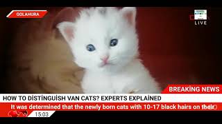 How to distinguish Van cats? Experts explained
