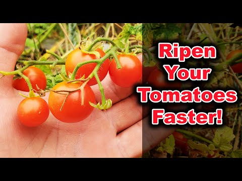 Solutions To Blossom End Rot In Tomatoes etc