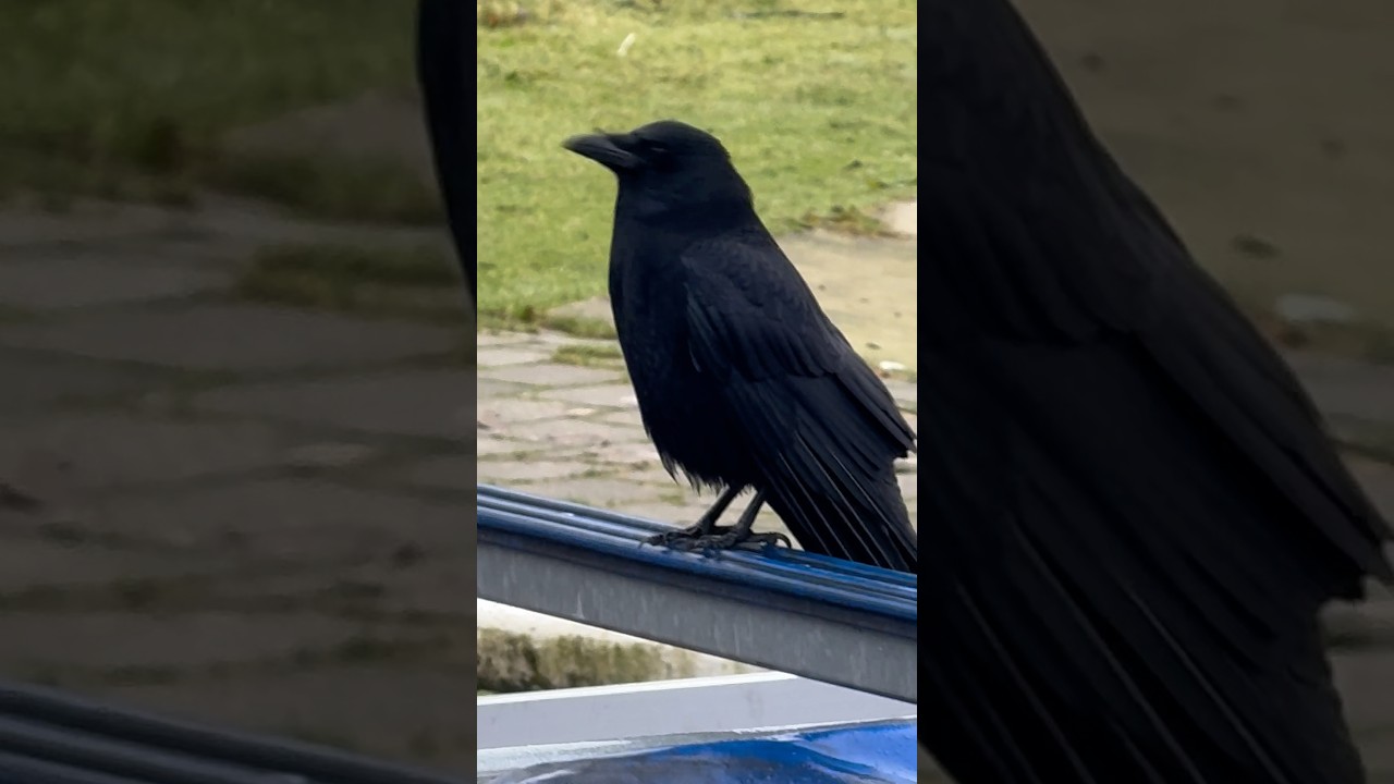 #kraai #crow #raaf #raven #birds #amsterdamse bos #amsterdam forest #nederland #netherlands