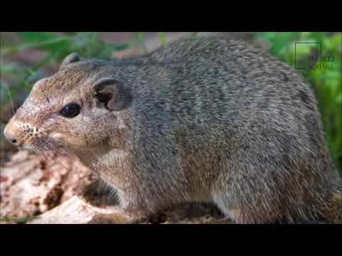 Interesting facts about dassie by weird square