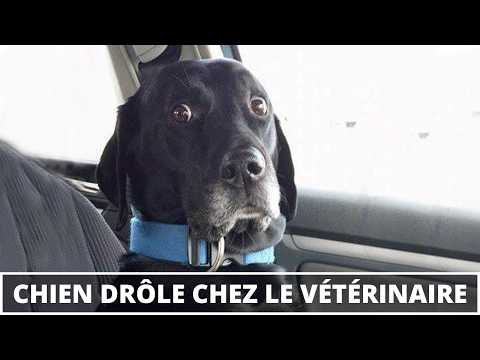 Réactions amusantes de chiens chez le vétérinaire 🐶😂