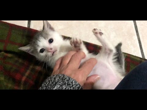 Baby Kittens Are Weaning & Very Bitey!