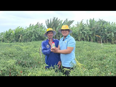 💥💥 LONGDAN 30.5SC - CHIẾN BINH KHÁC BIỆT CỦA NHÀ AB CHEMICAL!