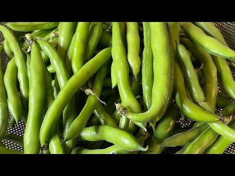 How to Cook Fresh Fava Beans Simple and Yummy