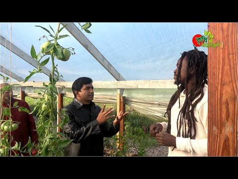 মাটি ছাড়া চাষ-কৃষকের গ্রীন হাউস- CHA-CHA @USA from Ghana