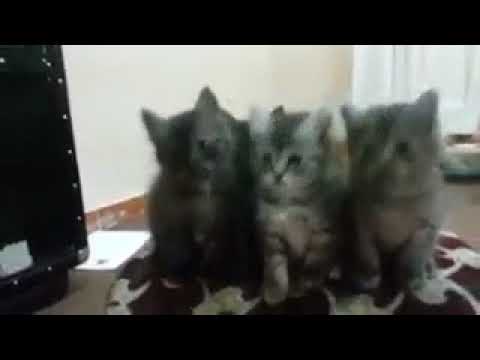 A man playing with his cats -cats and his sister-funny video 2k18....!!!!