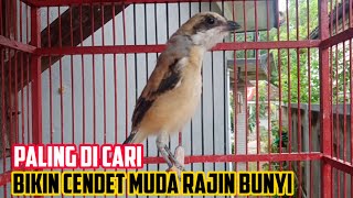 Download lagu pancingan cendet bahan muda PALING DI CARI BIKIN CENDET BAKALAN MANAPUN AGAR IKUT BUNYI DG SUARA INI mp3