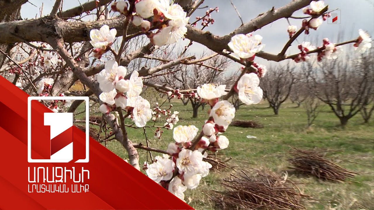 Ծիրանենիները 20 օր շուտ են ծաղկել, սպասվում է ջերմաստիճանի նվազում