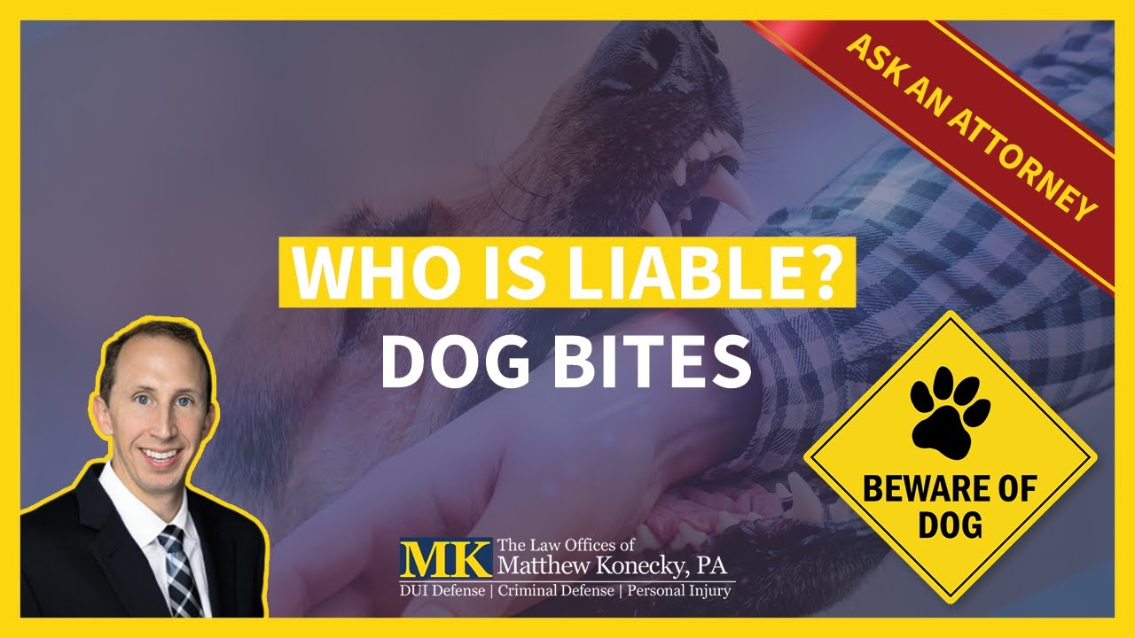 Florida Dog Bite Laws: Who Is Liable for Dog Bites?