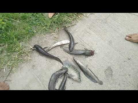 EP.2 @paglilimas,dalag at hito Ang aming huli PHILIPPINES