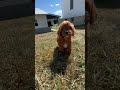 Cavapoo dogs for sale: Parker - Video 1