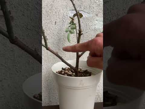 牡丹は冬前に剪定したほうがいいでしょうか？