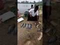 Catching Giant Size Tilapia Fishes In Lake Fishing Fishingvideos Thoondilulagam Lakefishing