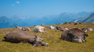 Klimawandel in der Schweiz: Wenn den Alpen das Wasser fehlt