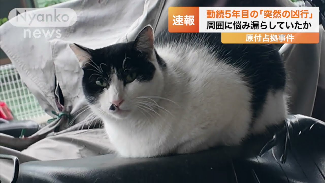 飼い主の原付を占拠しバイトを遅刻させる#Shorts