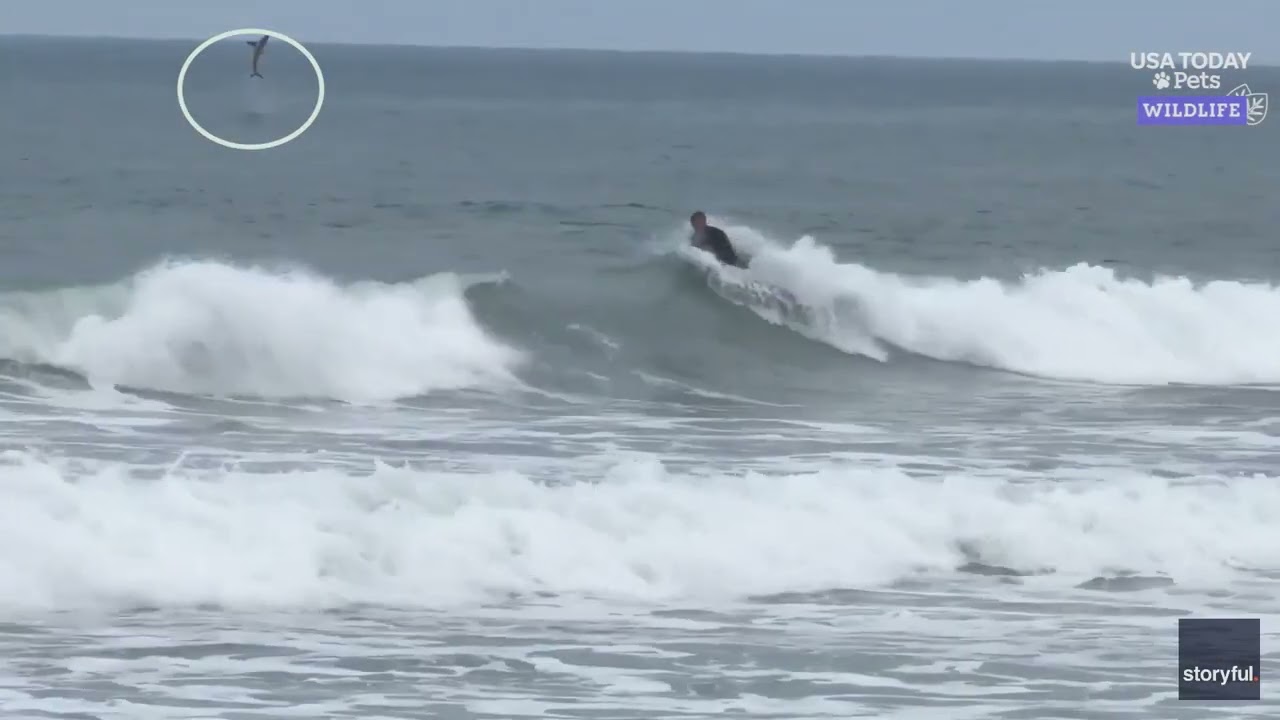 Shark leaps from the water behind unsuspecting surfer in California. See the video.