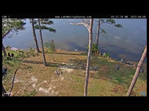 Lake Murray Osprey Ricky dives at GBH GBH catches fish 4-8-2021