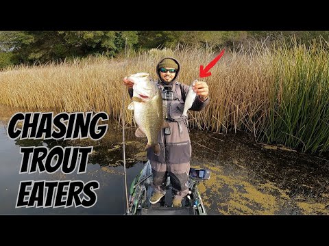 The Swimbait Grind FINALLY Paid Off!