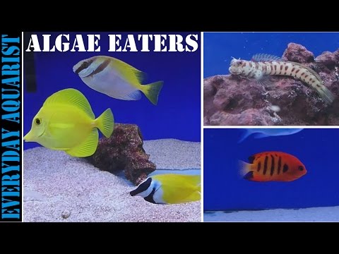 Best Marine Saltwater Algae Eating Fish