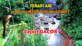 Download lagu Terapi Air Ampuh Untuk Burung Cendet - Suara Air Terapi Burung Makin Gacor mp3