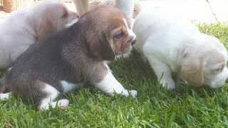 Superman by Sandi Thom with pictures of my beagles