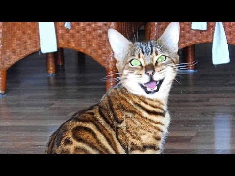 Bengal cats Scream, Chirp and Meow very loud!
