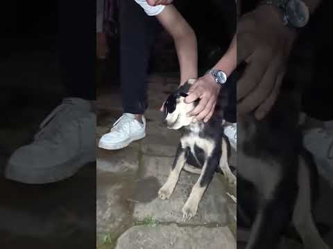 Kale don is on not letting anyone get off his sight 😎___#kaledon #fun #puppy