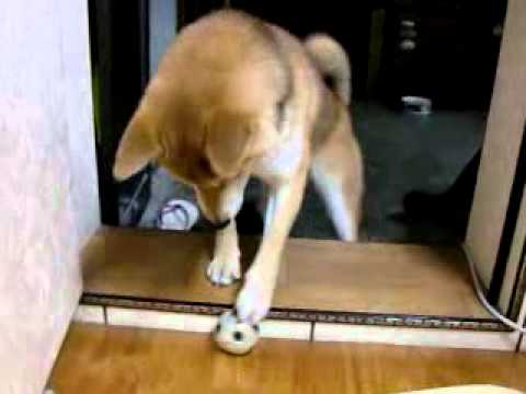 跟哈利吵架(原發表者:Harry二姐姐)(影片)