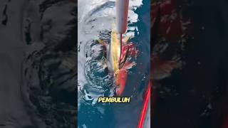 Download lagu 😱 Why Do Tuna Always Bleed When Caught? mp3