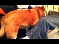 Give A Dog A BoneR