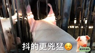 [問卦] 母豬會不會其實不是換臉？